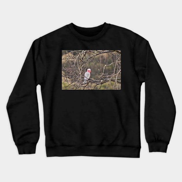 Galah Crewneck Sweatshirt by DeborahMcGrath